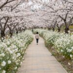 안성 팜랜드 벚꽃 길과 유채꽃이 함께 피어 있는 봄 풍경