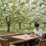 거창 해플스 팜사이더리 카페에서 바라본 사과 과수원 전경, 하얀 사과꽃과 초록 나무가 어우러진 봄 풍경