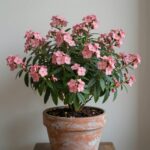 분홍색 꽃이 핀 호주매화 마누카 화분 실내 인테리어