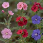 보르니아의 다양한 품종 비교 사진. 분홍색, 루비색, 자주색 꽃을 피운 모습