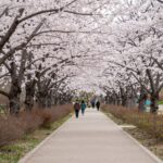 분당중앙공원 벚꽃 터널과 산책로 풍경