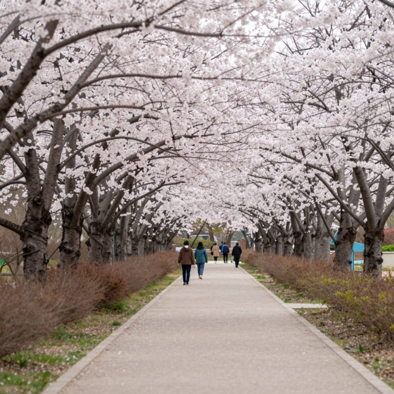 분당중앙공원 벚꽃 터널과 산책로 풍경