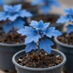 화분에 심겨진 어린 벚꽃 묘목이 푸른 잎을 펼치고 있는 모습