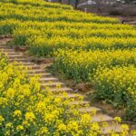2026년 3월 말 남해 다랭이마을 유채꽃 부분 개화 모습과 계단식 논 전경