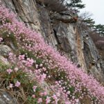 평창 문희마을 동강할미꽃 자생지 전경, 바위 절벽에 핀 분홍색 꽃