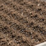 도라지 씨앗을 얕게 뿌리고 가볍게 흙을 덮는 모습