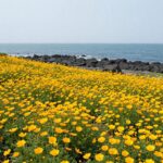 거제도 공곶이 노란 수선화 밭과 바다 배경