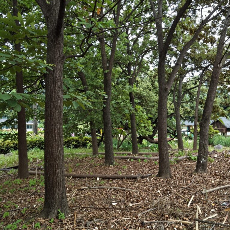 15년 동안 가꾼 고로쇠나무 숲의 모습, 나무들이 잘 자라 빽빽하게 들어선 풍경