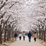광양 매화축제 매화길 트레킹 하얀 꽃길 산책
