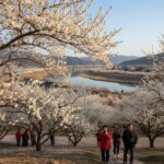 섬진강변 광양 매화마을의 하얀 매화 꽃망울이 잎보다 먼저 피어나는 모습