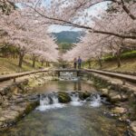 제주 예래생태공원 벚꽃과 계곡 풍경