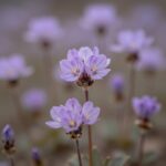 라일락 꽃망울이 푸르스름하게 맺힌 모습