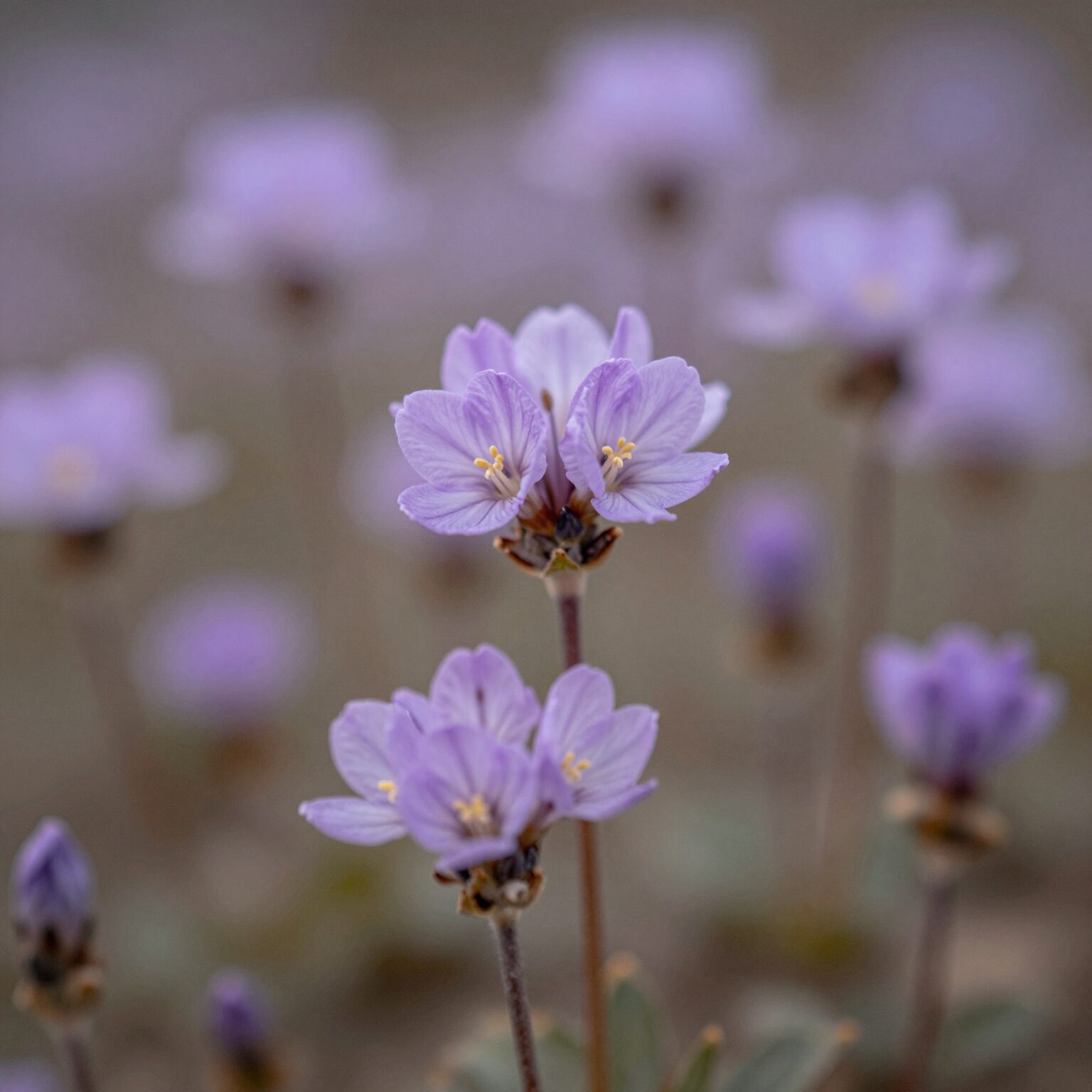 라일락 꽃망울이 푸르스름하게 맺힌 모습