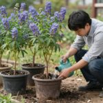 라일락 꽃말과 키우기 관리 방법 화분에 심겨진 라일락 나무와 물주기 장면