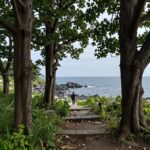 서천 마량리 동백나무숲 봄 여행 가이드 서천 마량리 동백나무숲에서 바라본 서해 바다와 오력도 전경