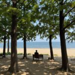 서천 마량리 동백나무숲과 서해 바다가 함께 보이는 풍경