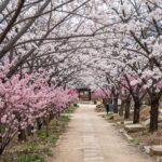 강진 남미륵사 봄철 서부해당화와 철쭉으로 물든 꽃길 풍경