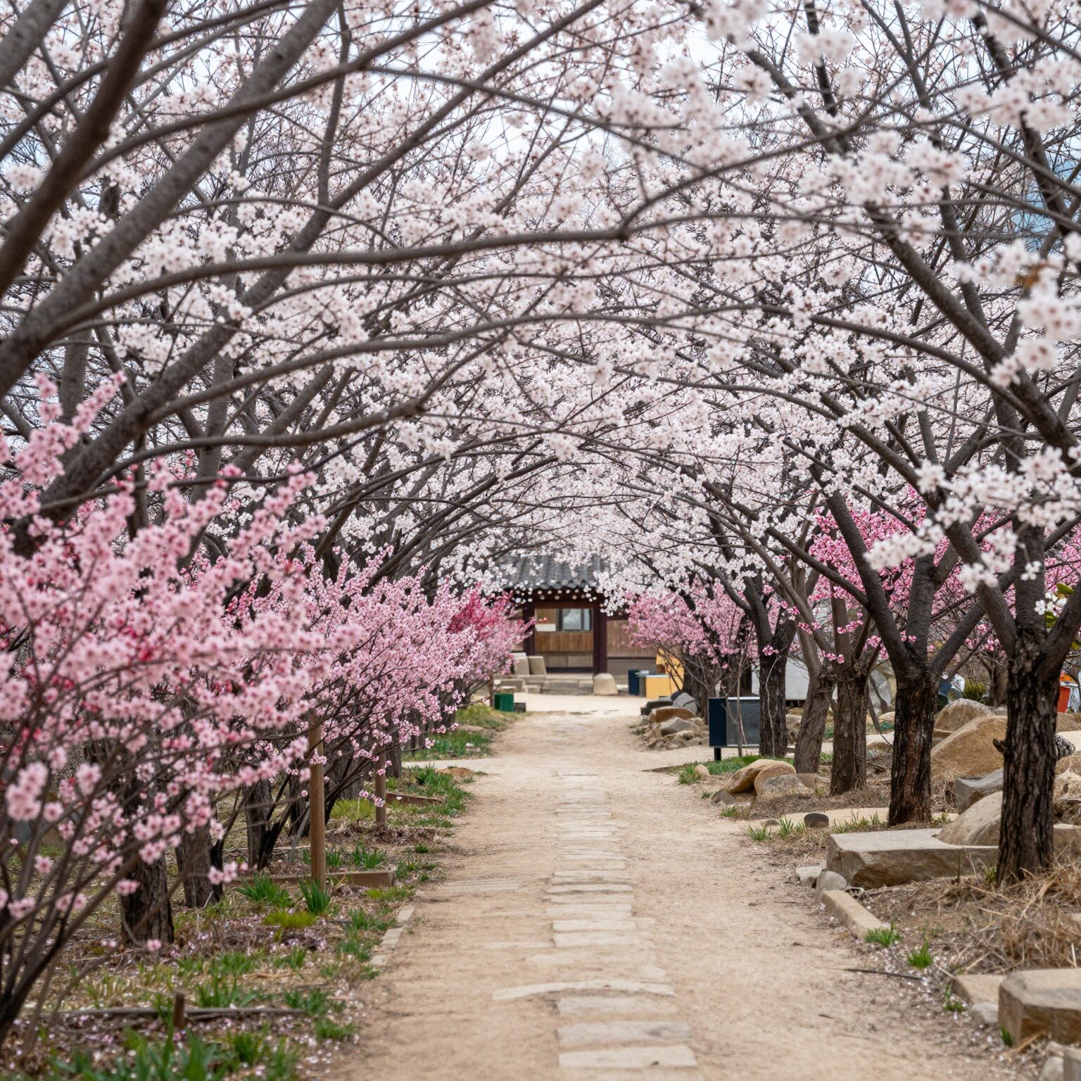 강진 남미륵사 봄철 서부해당화와 철쭉으로 물든 꽃길 풍경