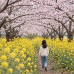 제주 녹산로의 분홍색 벚꽃과 노란 유채꽃이 함께 핀 봄 풍경