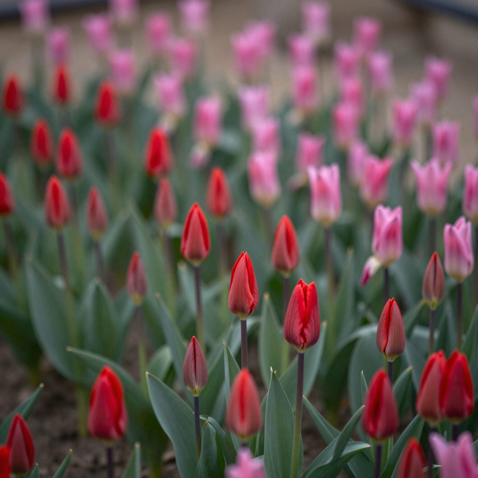 정원에 핀 붉은색 작약과 분홍색 목단 꽃 나란히 비교 사진
