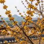 산수유 꽃말과 개화시기 아름다운 봄 전령사 2026년 3월 산수유 꽃망울이 잔뜩 맺힌 나뭇가지 모습