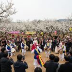 2026 양산 원동 순매원 매화축제 개화시기와 교통정보 원동 매화축제 현장에서 풍물패 공연이 열리고 사람들이 구경하는 모습
