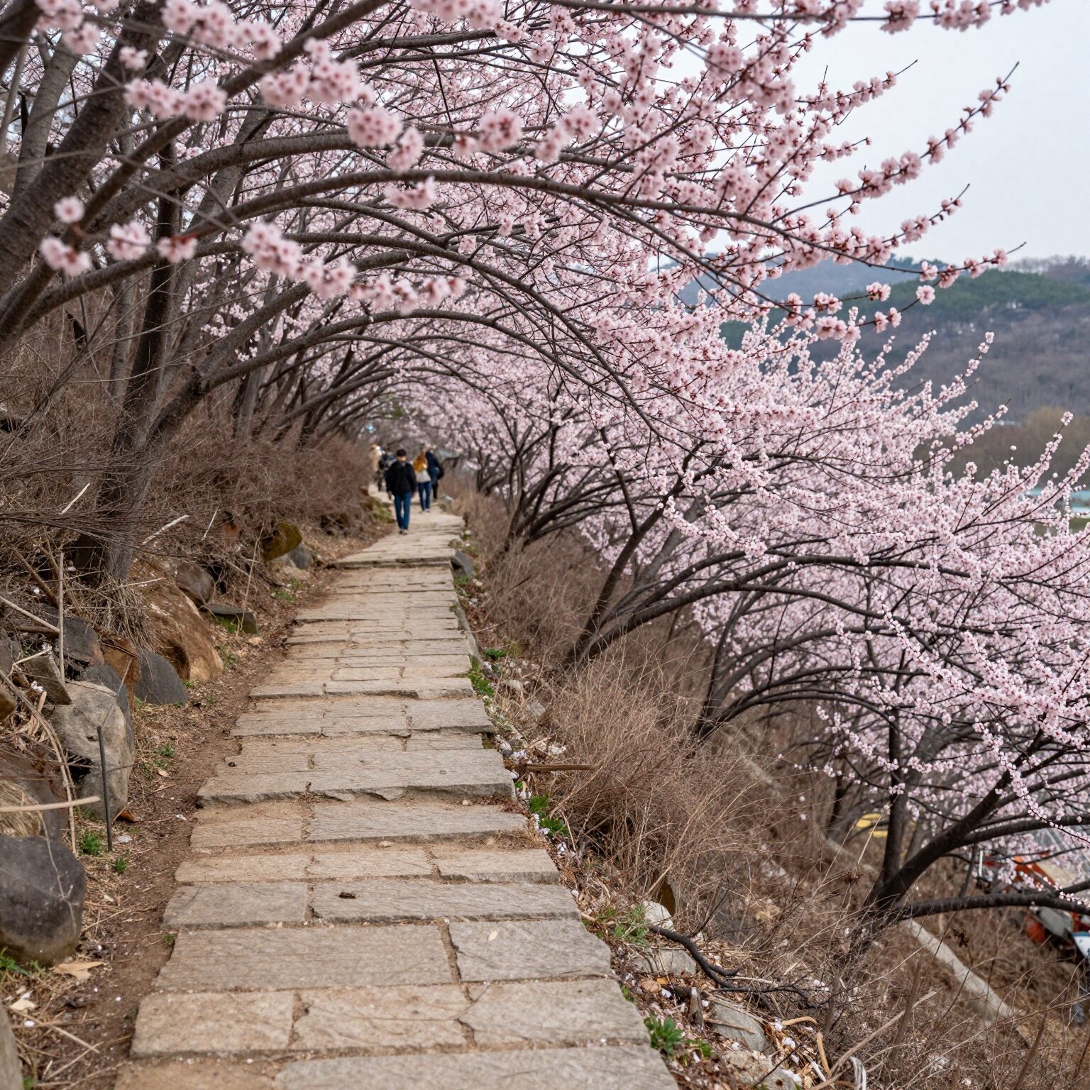 2026년 3월 말 부천 원미산 진달래동산 개화 초기 모습, 분홍빛 꽃망울이 돋아나는 산책로