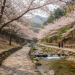 예래생태공원의 벚꽃이 핀 산책로와 계곡 풍경