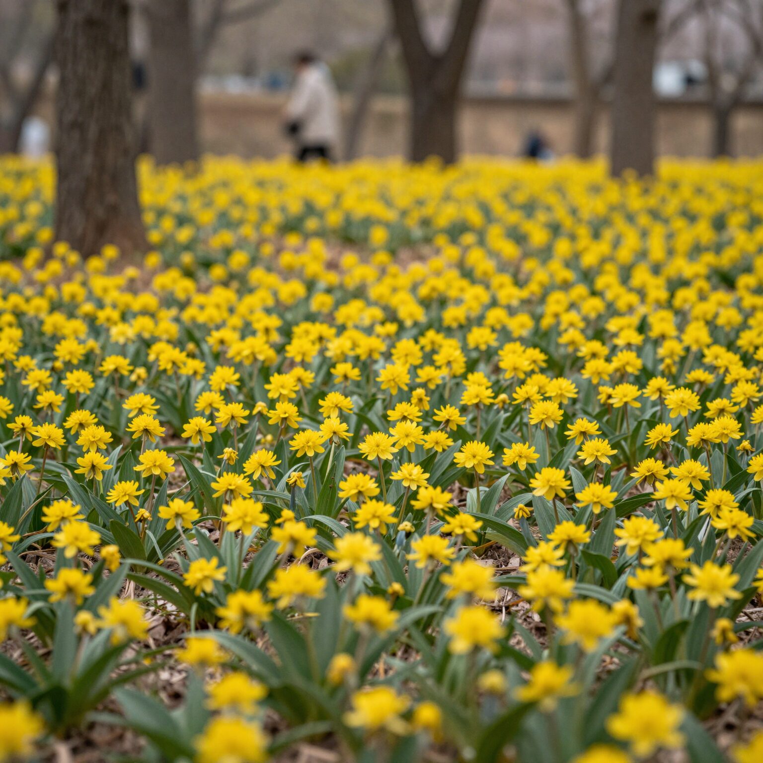 봄 숲속에서 노란 꽃을 피운 피나물 군락