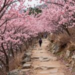 남원 봉화산 철쭉 군락지 사이로 난 등산로, 양쪽에 핑크색 철쭉 꽃이 만개한 모습