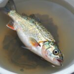 신선한 보리숭어 고르는 방법 눈 아가미 비늘 체크