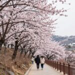 부천 춘덕산 복숭아꽃축제 개화시기와 즐기는 방법 춘덕산 복숭아꽃동산에 핀 분홍빛 복숭아꽃과 산책로