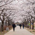 청려수련원 벚꽃 터널 길 산책로 봄 경치