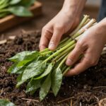 손질 후 깨끗이 씻어 물기를 뺀 땅두릅나물