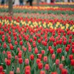 대전 한밭수목원 동원에 핀 알록달록한 튤립 꽃밭 풍경