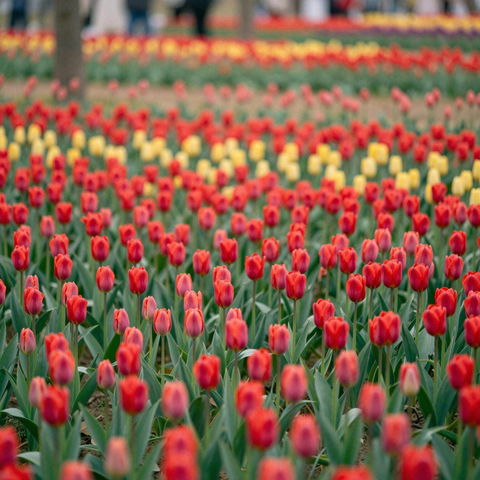 대전 한밭수목원 동원에 핀 알록달록한 튤립 꽃밭 풍경