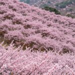 황매산 철쭉축제의 광활한 분홍빛 철쭉 평원 풍경