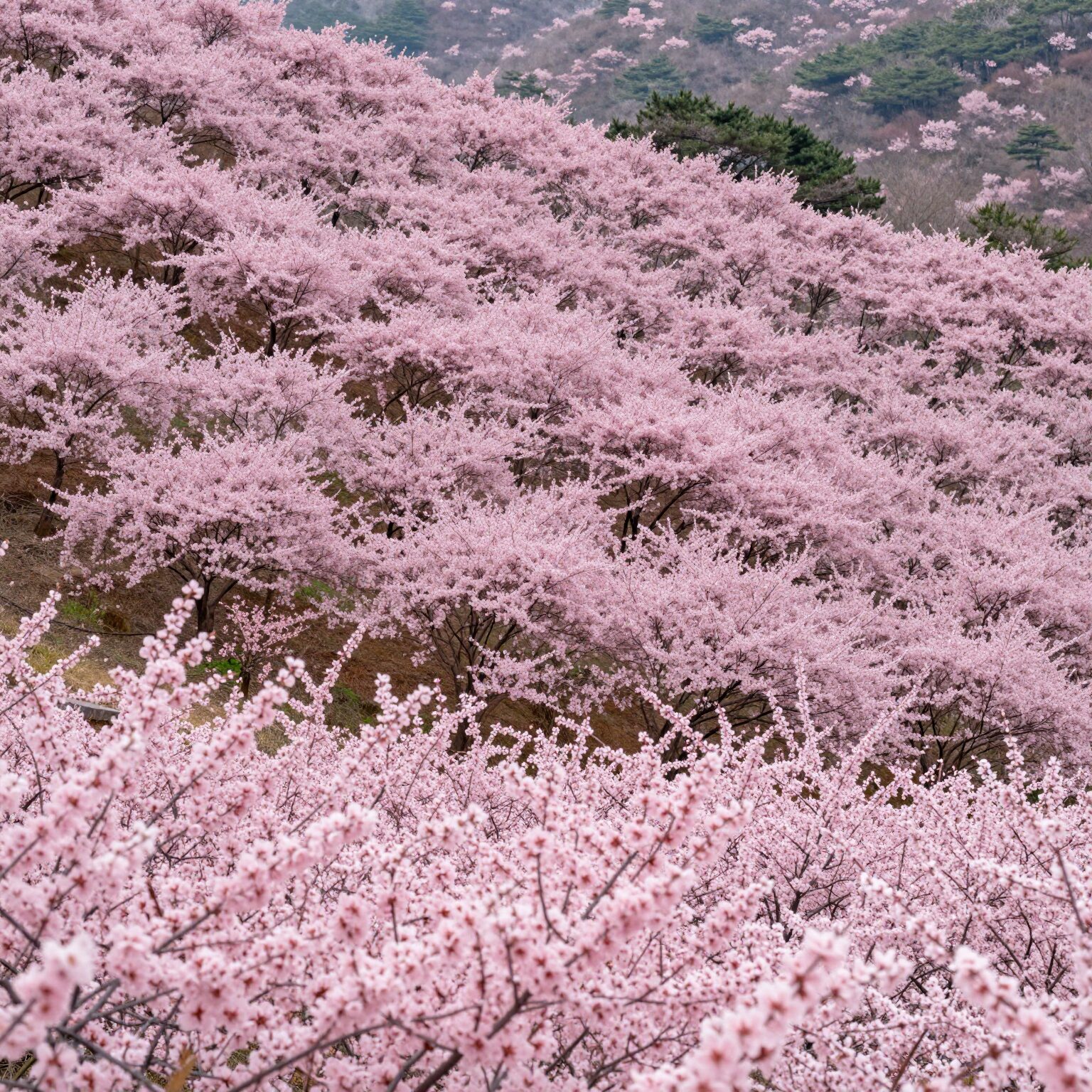황매산 철쭉축제의 광활한 분홍빛 철쭉 평원 풍경