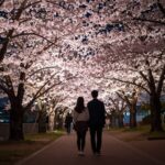 인천 자유공원 야간 조명을 받아 은은하게 빛나는 분홍색 겹벚꽃 나무와 데이트하는 커플 실루엣