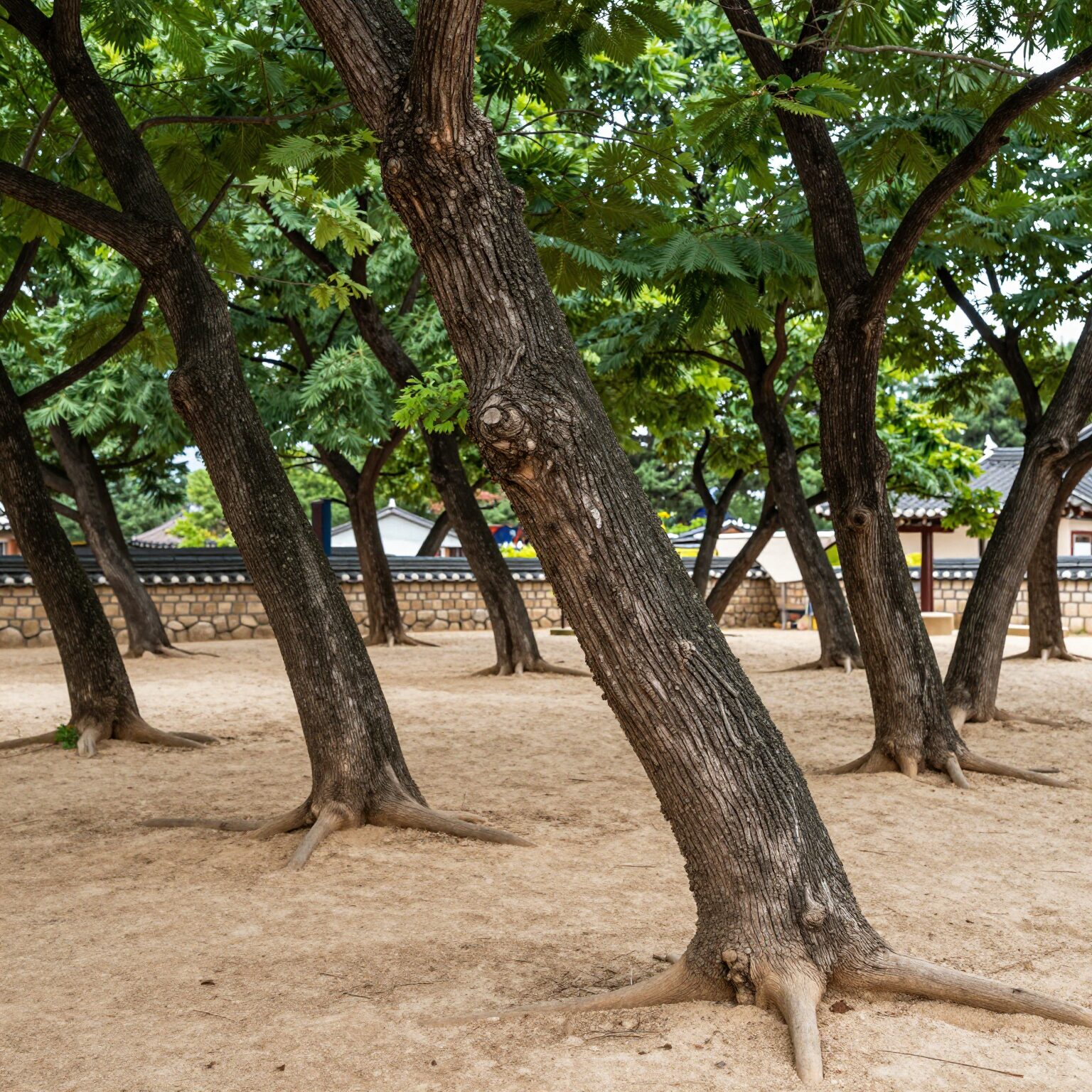 영월 장릉 전경과 주변의 기울어진 소나무 충절송