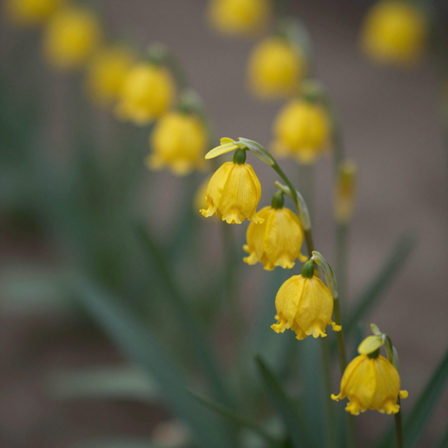 봄에 피어난 노란색 죽단화 꽃 close up 사진