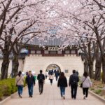 서산 문수사 일주문 입구의 분홍색 겹벚꽃 터널 풍경, 꽃길을 걷는 방문객들