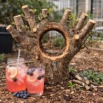 핑크 레모네이드 블루베리 가지치기 후 모습, 중심이 뚫린 나무 형태