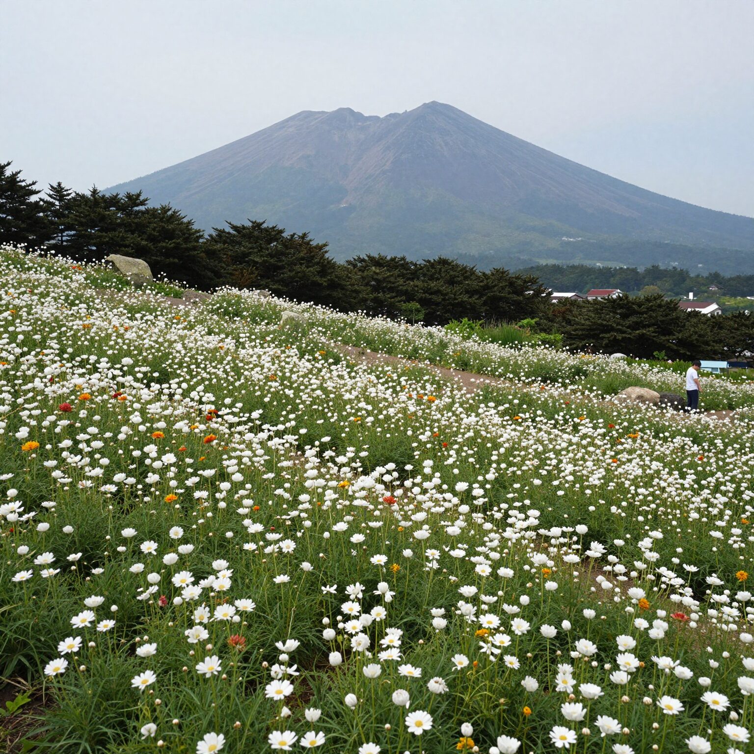 제주돌문화공원에서 샤스타데이지가 만개한 꽃밭과 한라산 배경 풍경