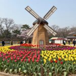 2026년 신안 튤립축제 가을까지 이어지는 봄꽃 여행 신안 튤립축제 메인 정원의 다양한 색상 튤립과 풍차 조형물