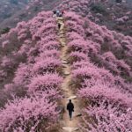 철쭉 산행 가이드 황매산 소백산 제암산 추천 소백산 능선을 따라 펼쳐진 연분홍 철쭉 군락과 등산로