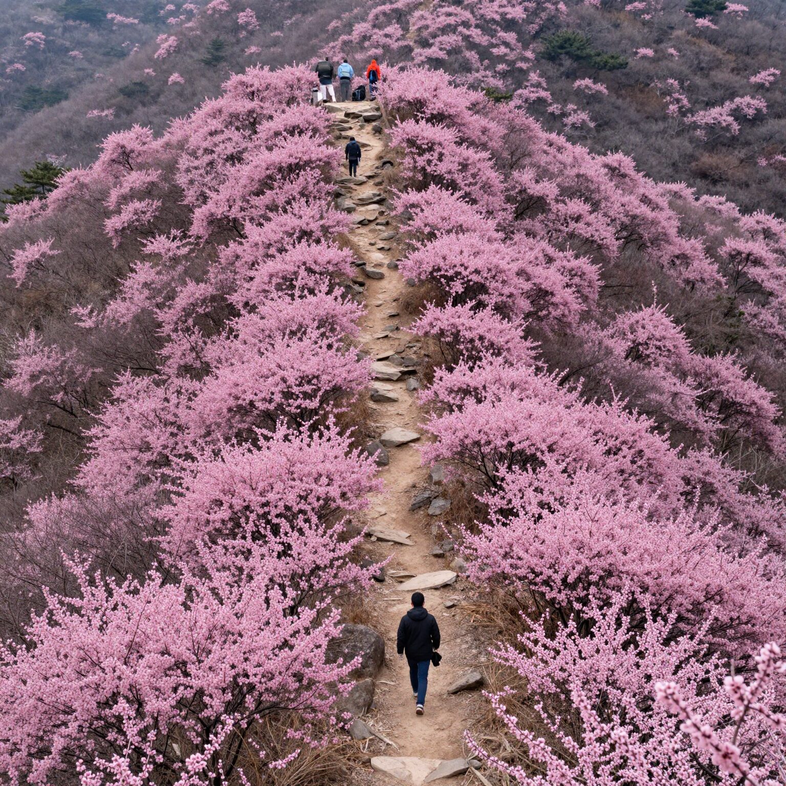 소백산 능선을 따라 펼쳐진 연분홍 철쭉 군락과 등산로