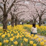 봄 공원에 핀 노란 개나리와 분홍 진달래 꽃나무