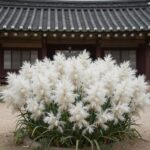 하얗게 만개한 불두화가 정원 한가운데서 둥근 공처럼 피어 있는 모습. 사찰 정원에서 흔히 볼 수 있는 청초한 분위기