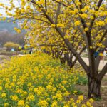 봄에 피는 노란색 꽃나무 히어리와 개나리 사진